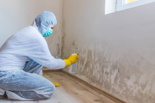 Licensed Attic Mold Removal service in Lutherville Timonium, MD - WQB Mold Removal