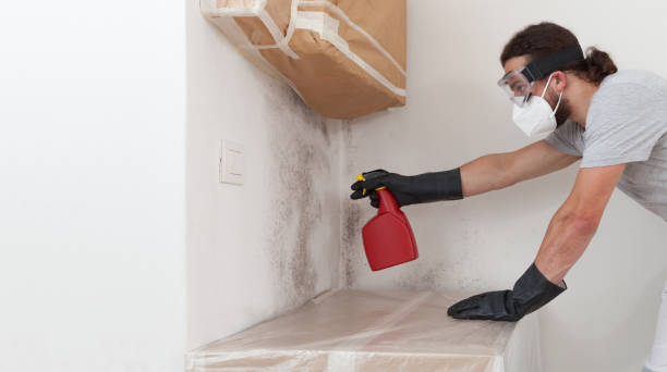 Professional Attic Mold Removal technician working in Lutherville Timonium, MD