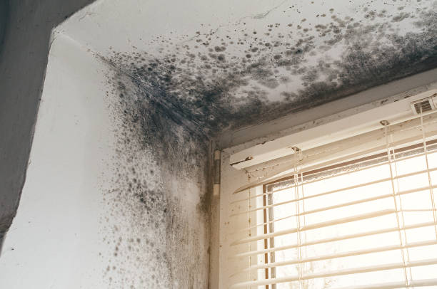 Affordable Attic Mold Removal solutions in Lutherville Timonium, MD